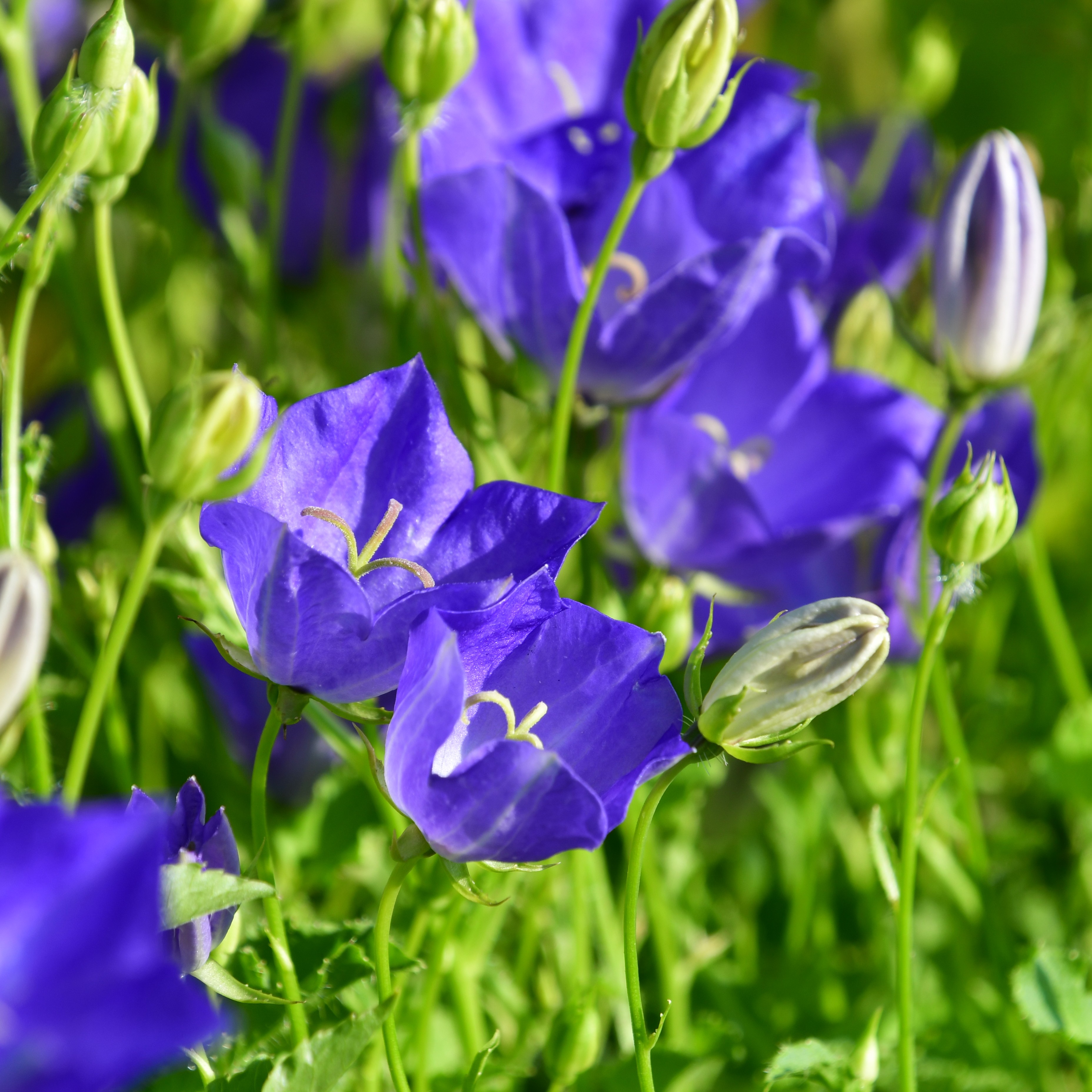 Campanula carp. Blaue Clips 1L