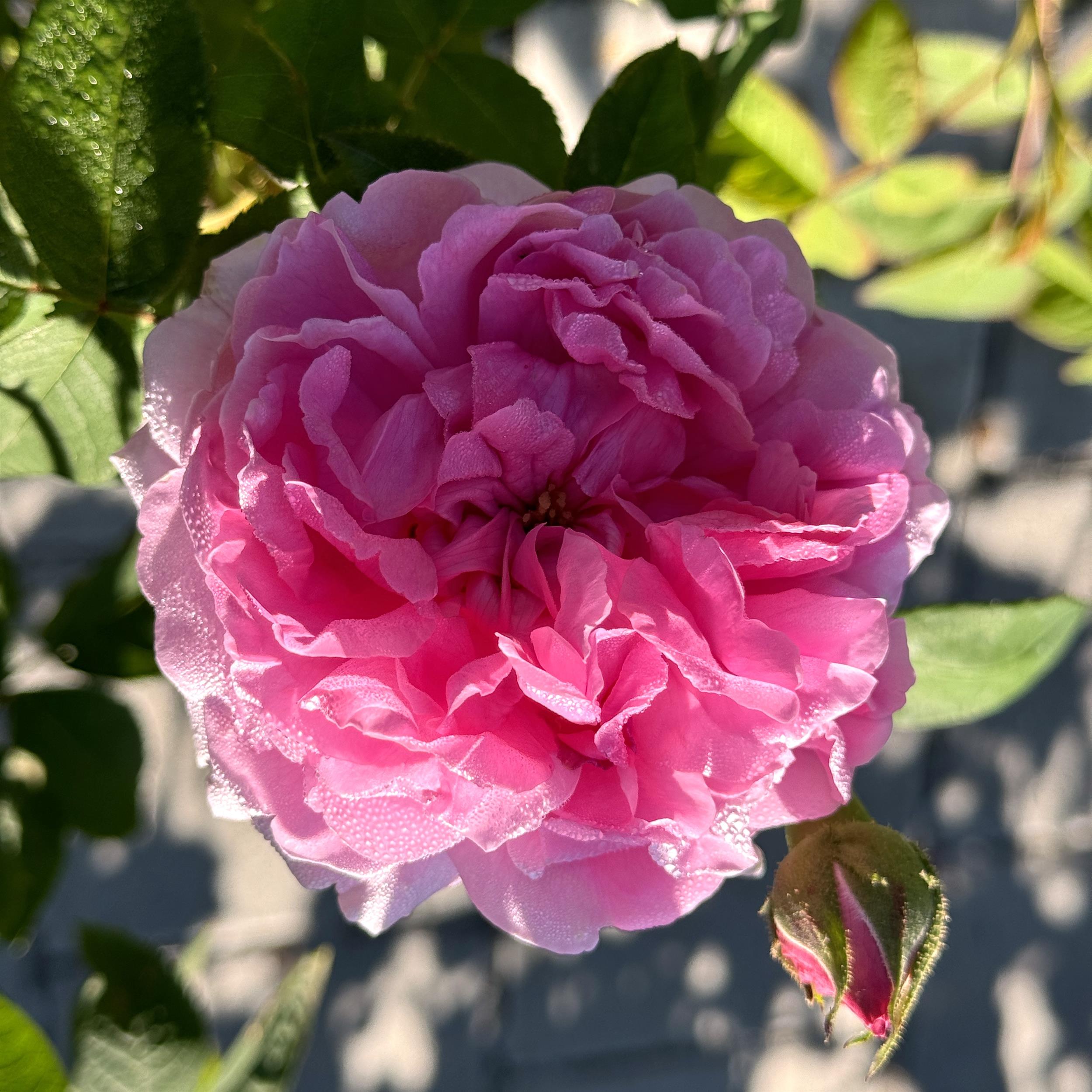 Comte de Chambord