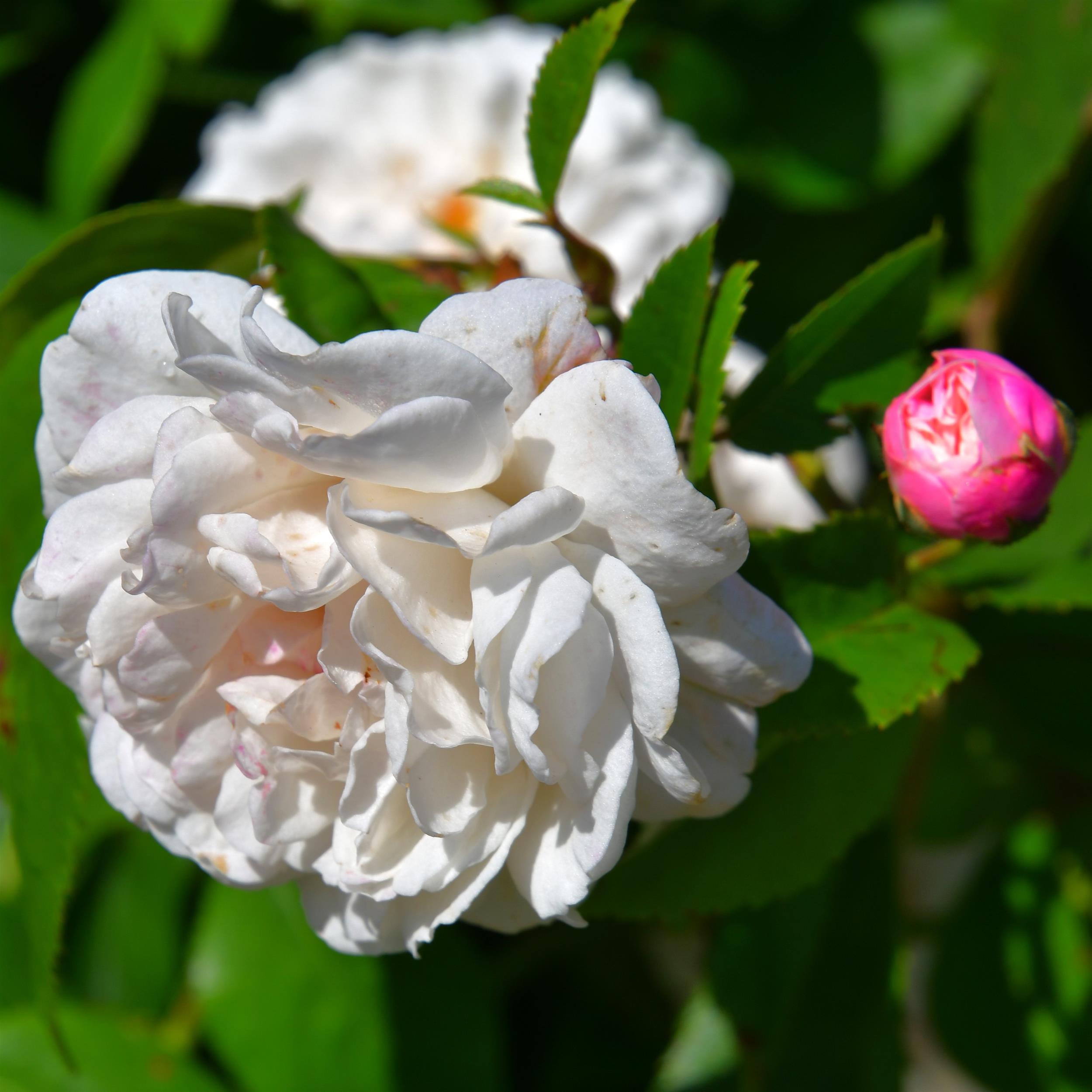 Felicite et Perpetue