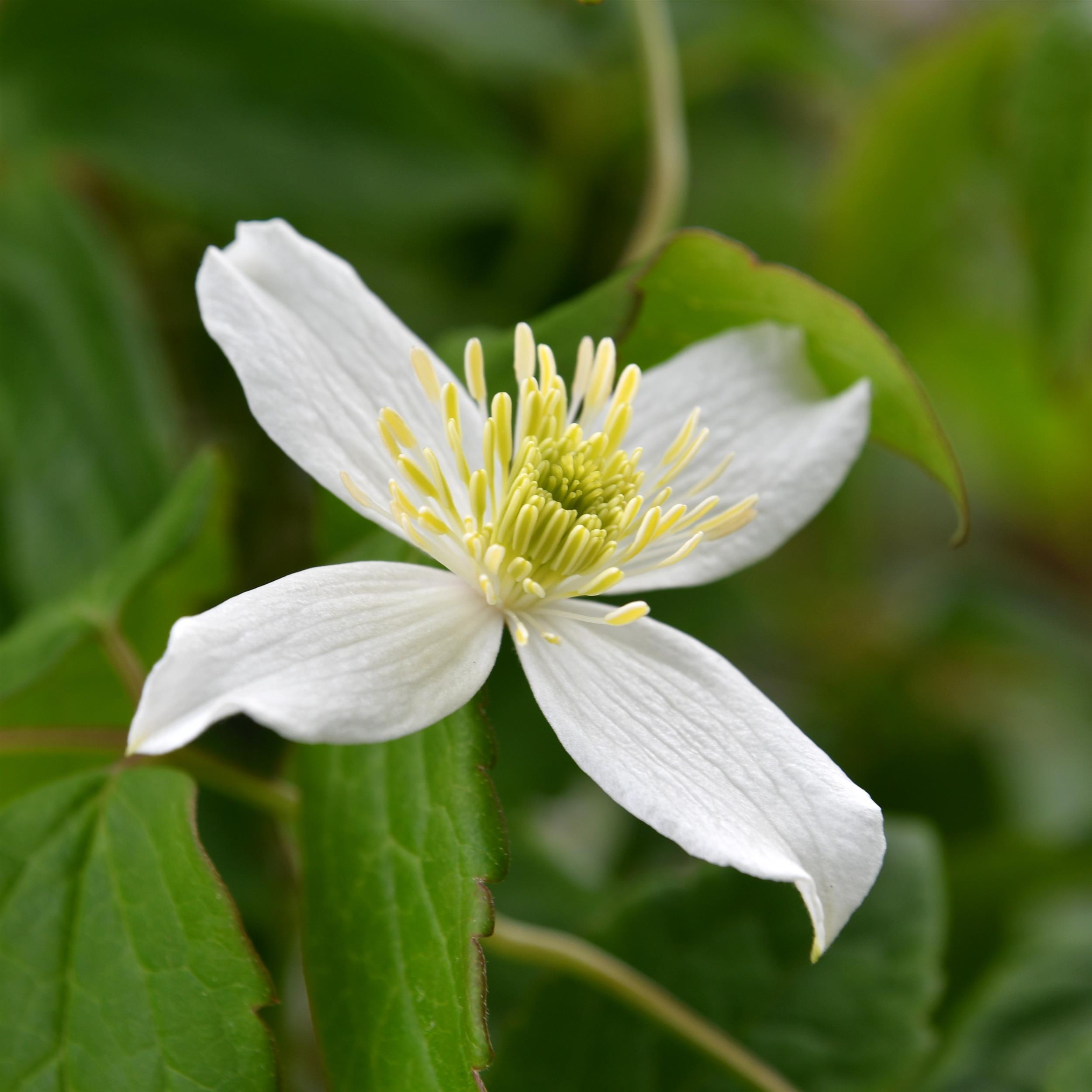 Clematis montana 'Wilsonii'