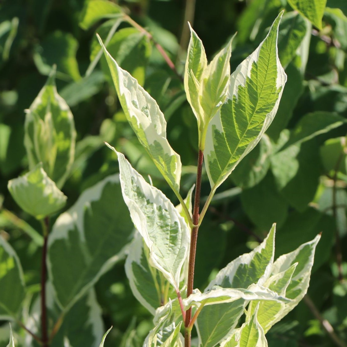 Cornus alba 'Elegantissima'