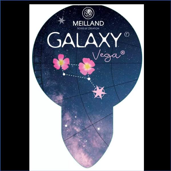 Vega Galaxy 2L