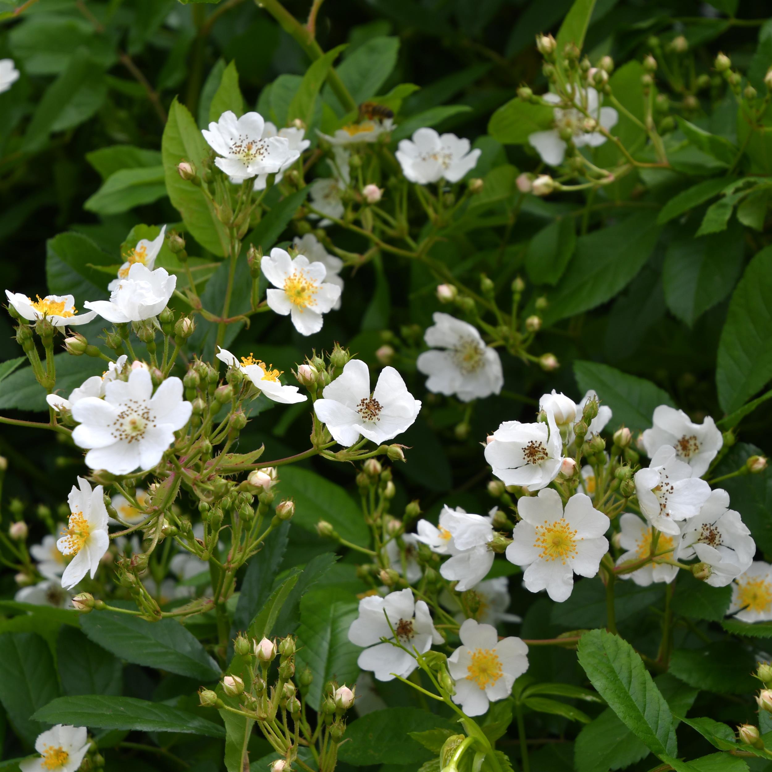 Rosa multiflora