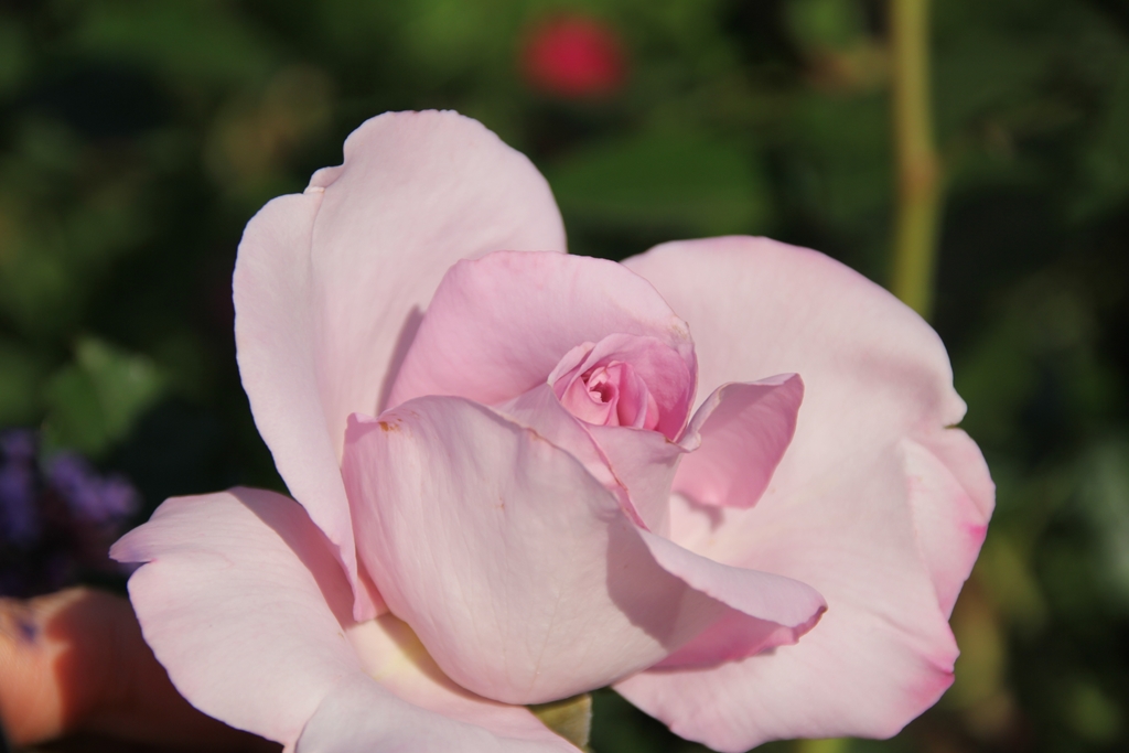 Synactif (La Rose de Petit Prince)