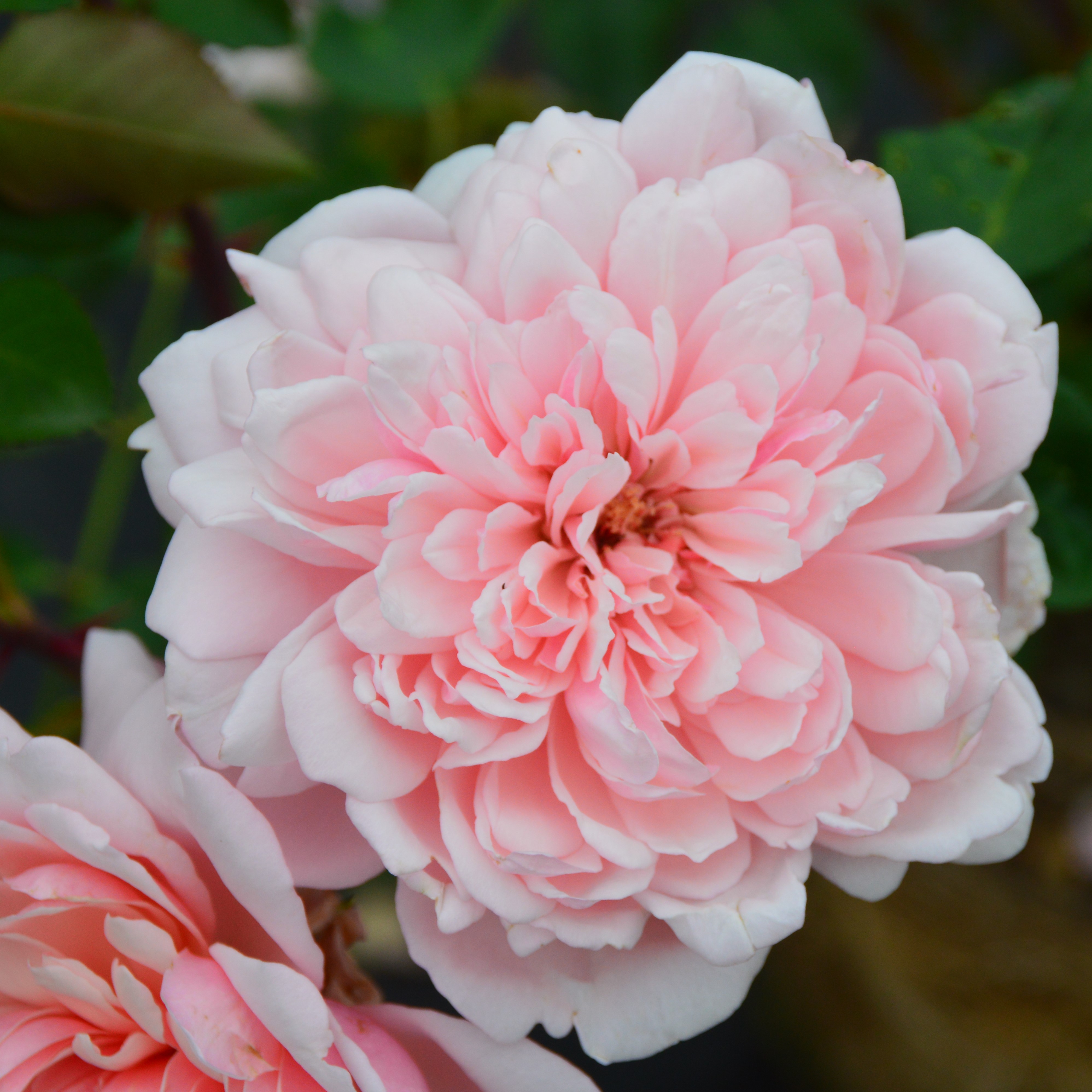 Albertine