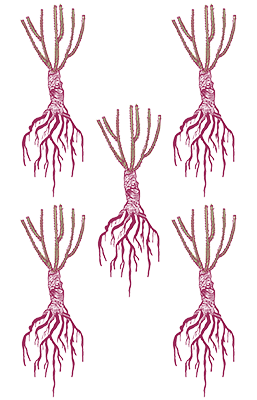 WN5