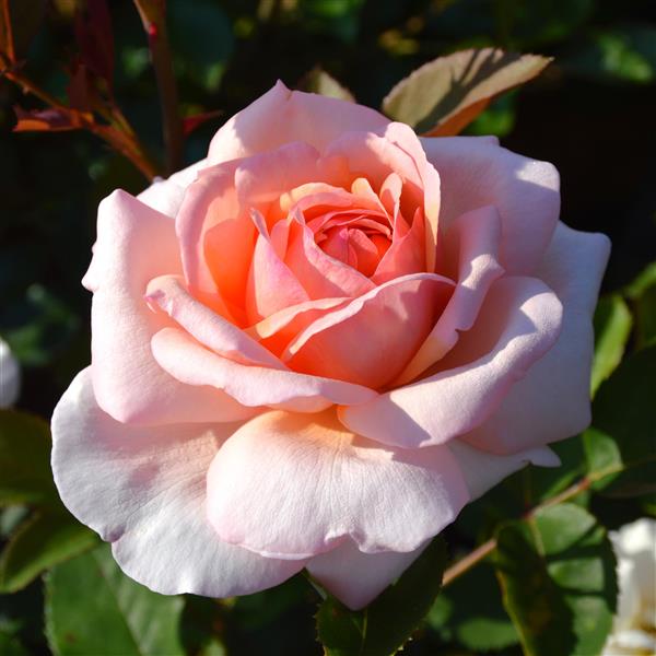 Edelrosen