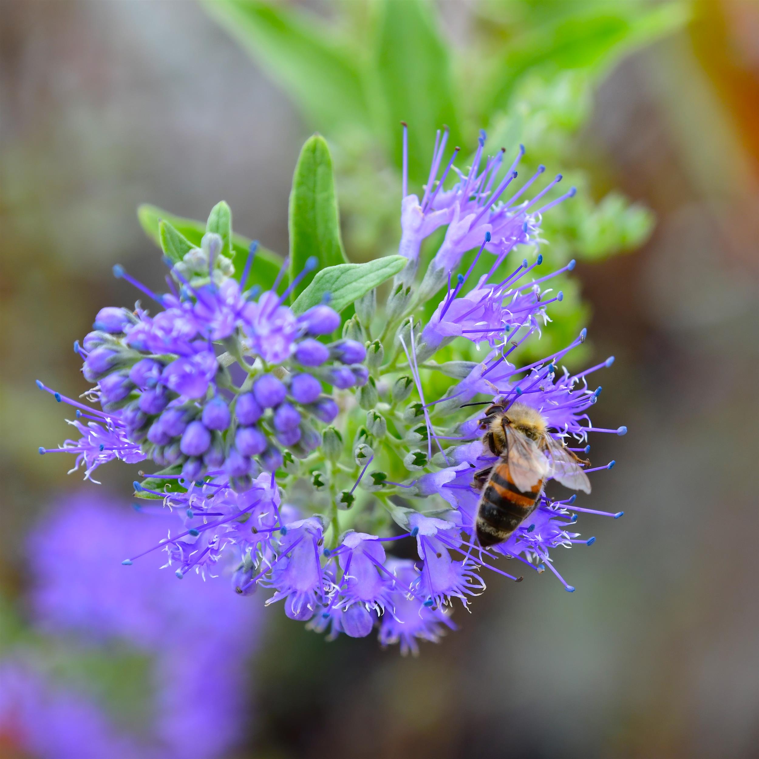 Caryopteris x clandonensis 'Heavenly Blue'