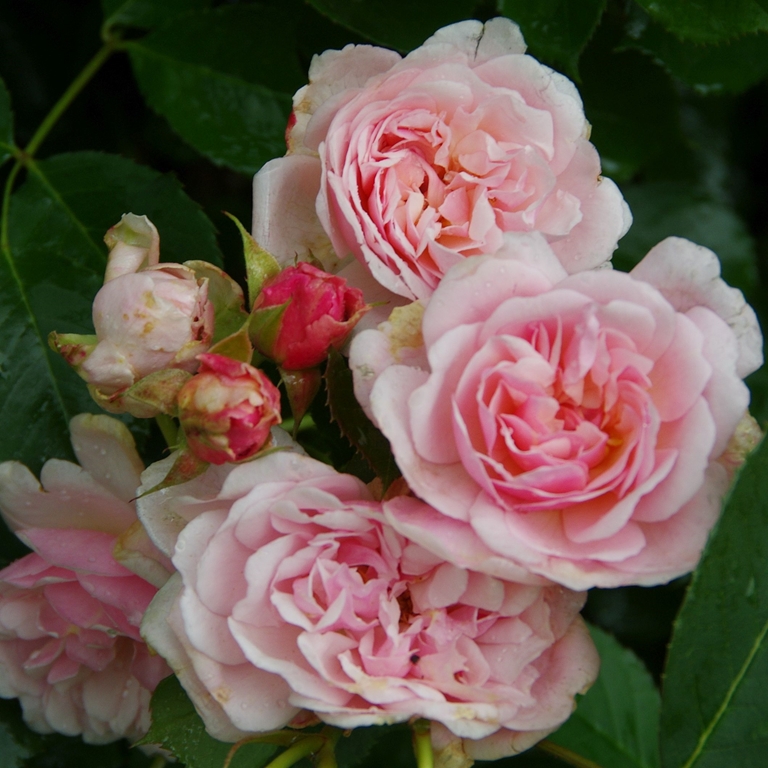 Rosa Moschata