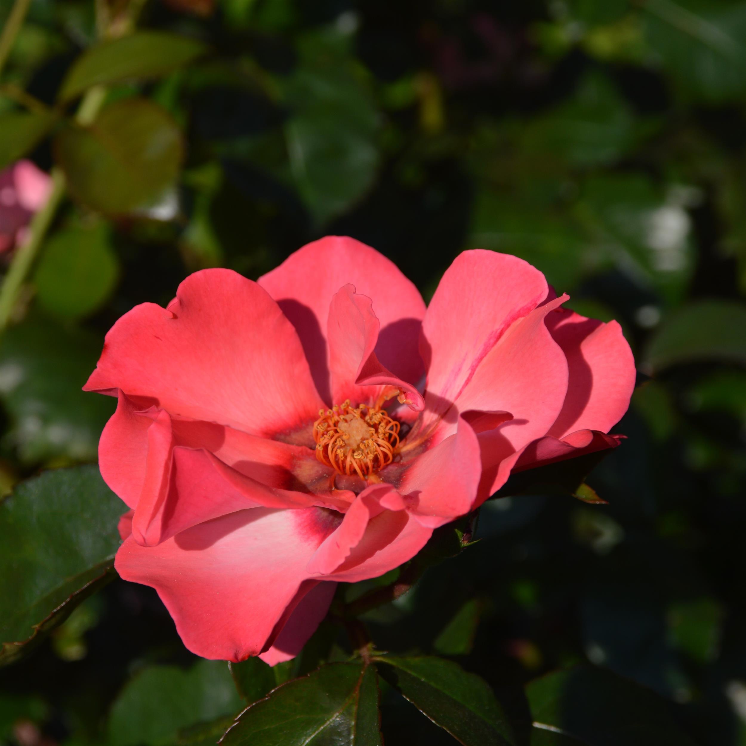 Alisar Princess of Phoenicia