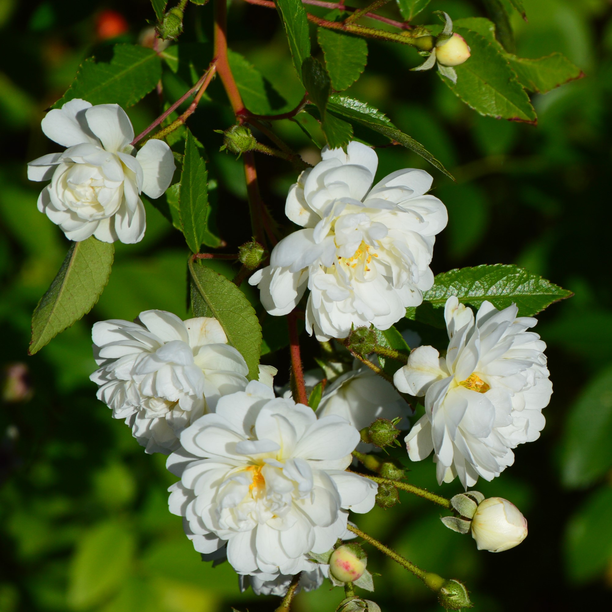 The Lady Scarman - Stammrose 110 cm