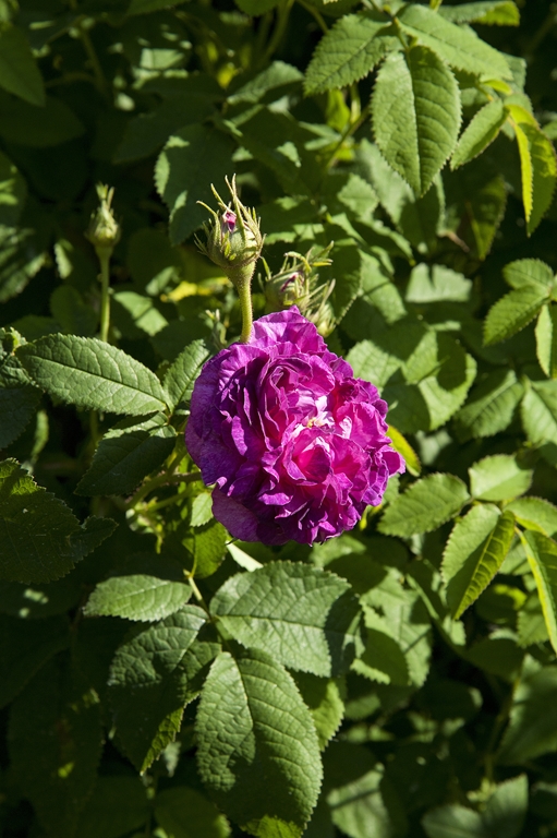 Belle de Crecy