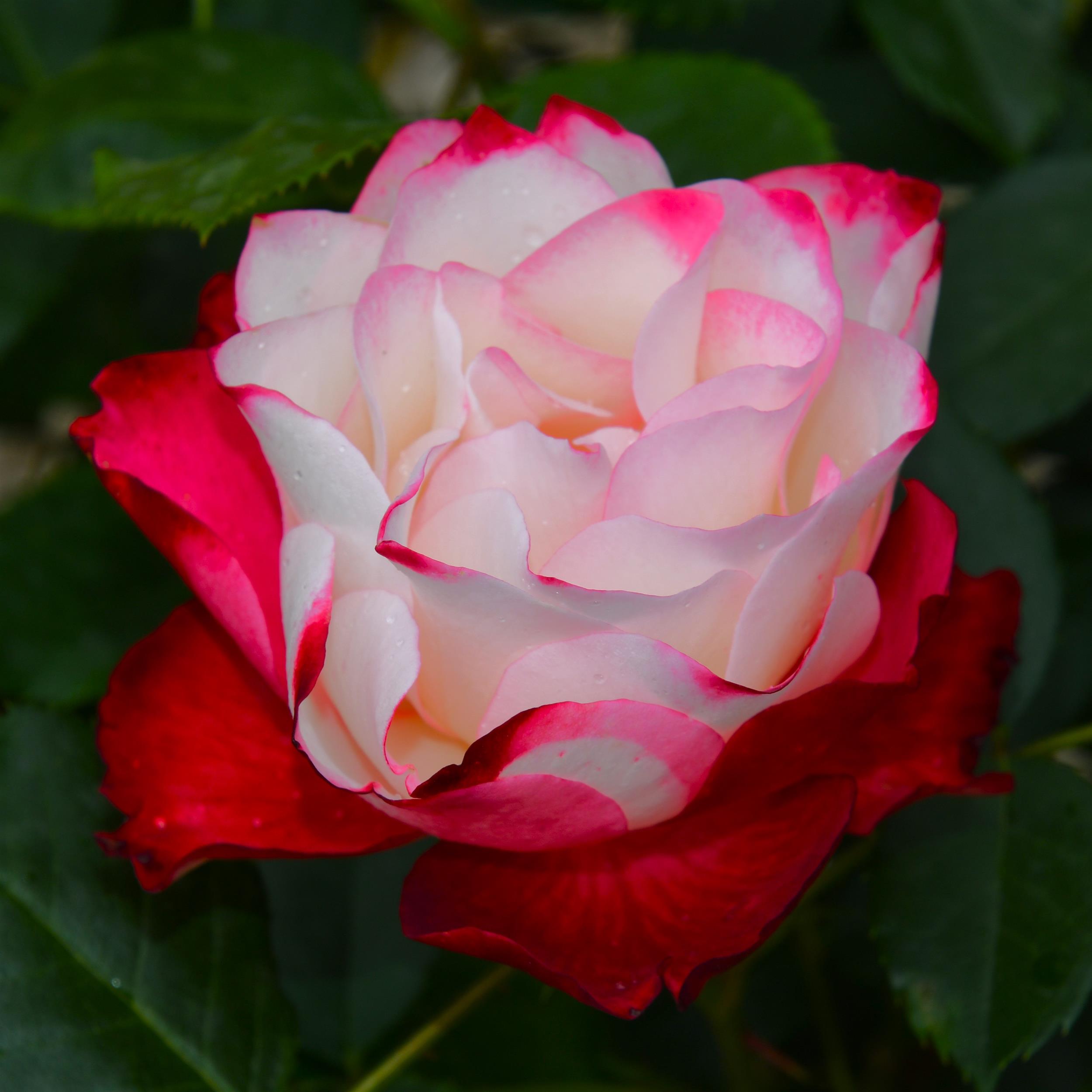 Jubilé de Prince de Monaco