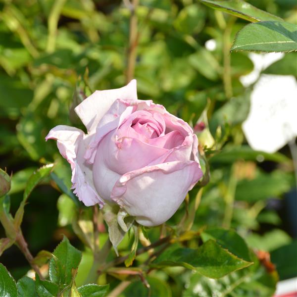 Synactif (La Rose de Petit Prince)