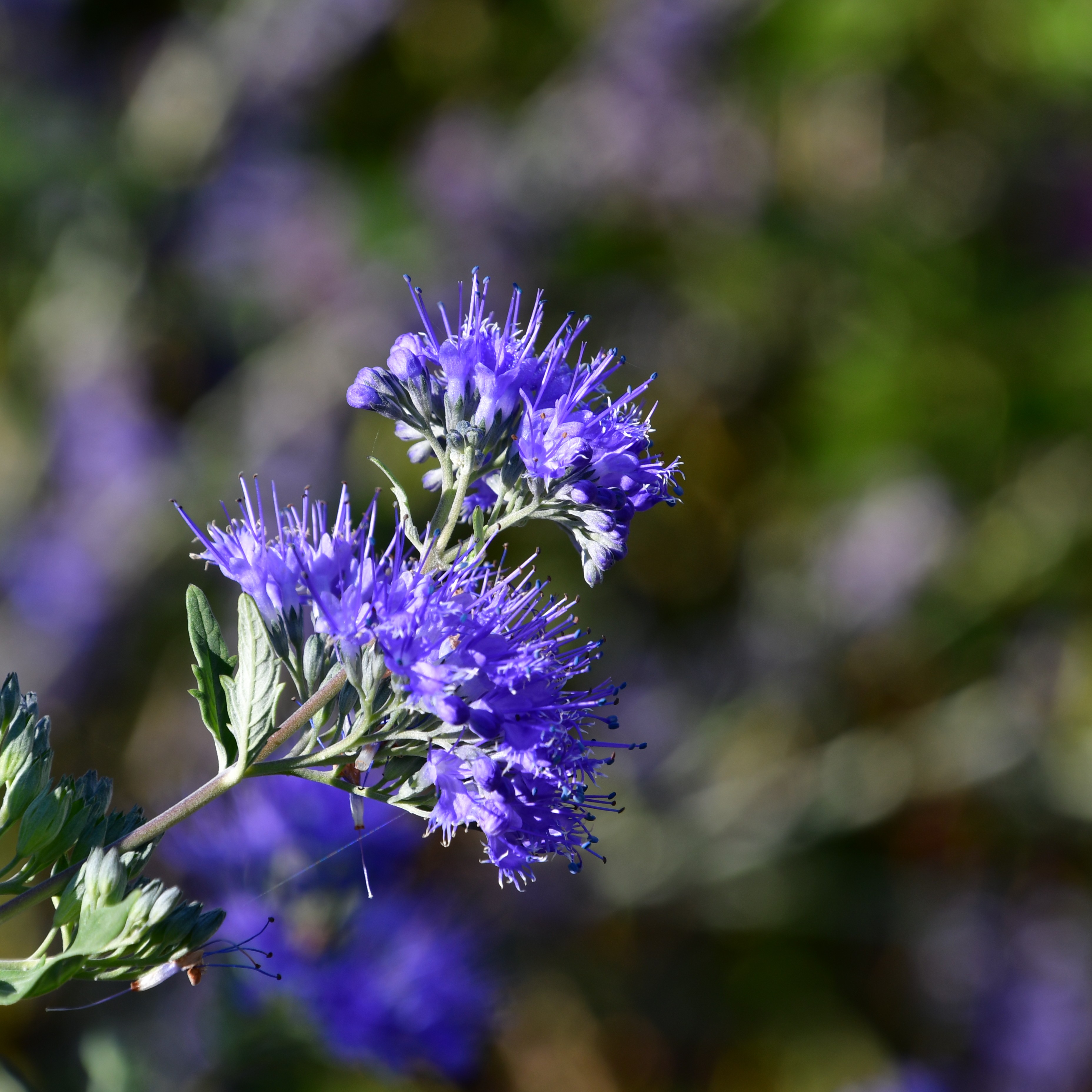 Caryopteris clandonensis 'Dark Knight' 3L