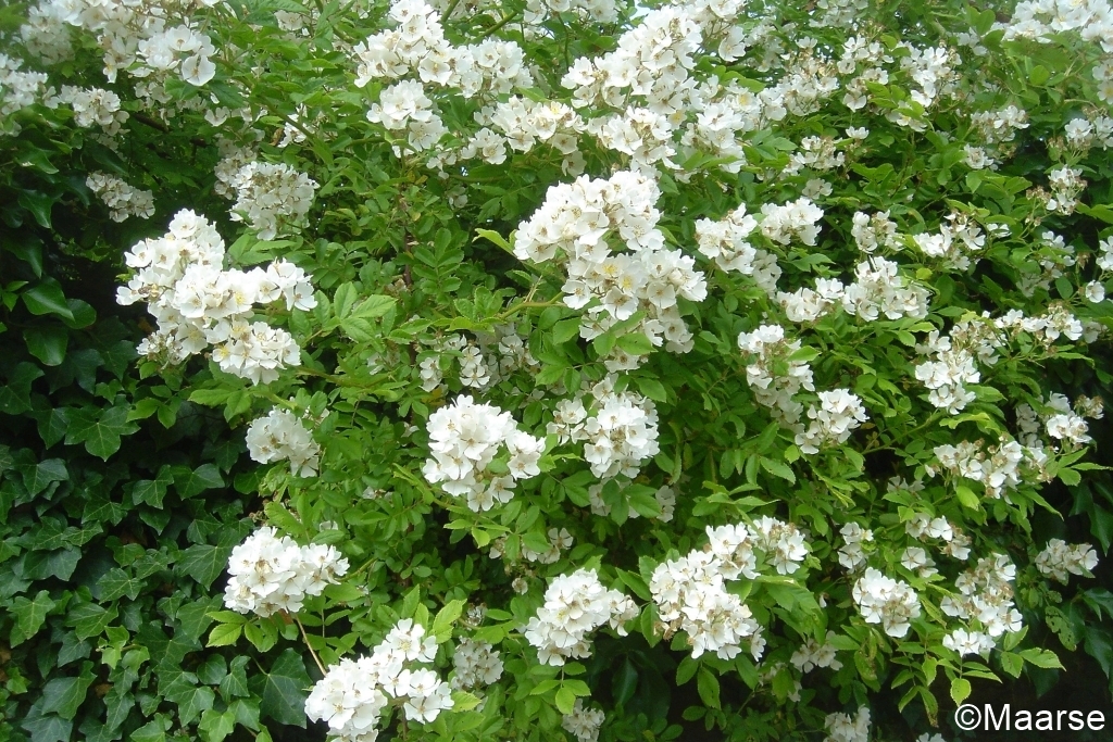Rosa multiflora