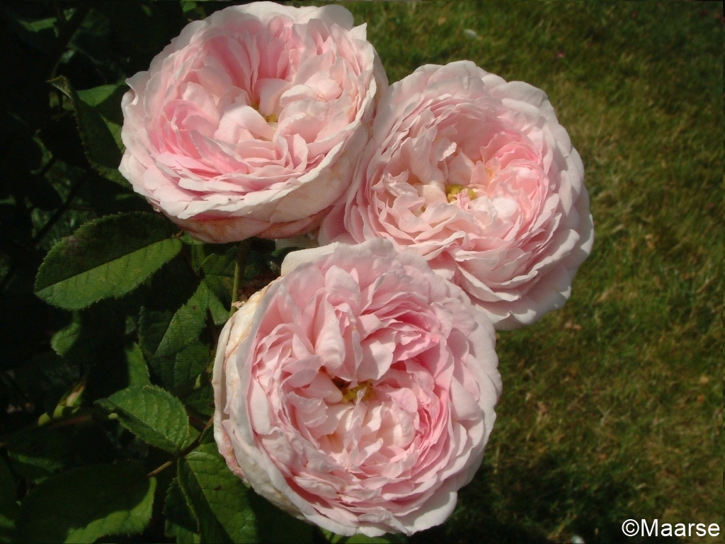 Duchesse de Montebello