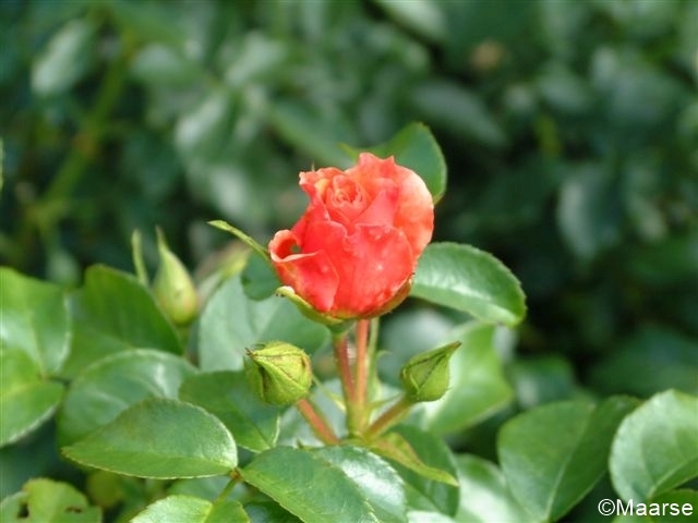 Aprikola