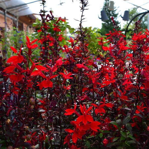 Lobelia x speciosa Fan-Serie 3L