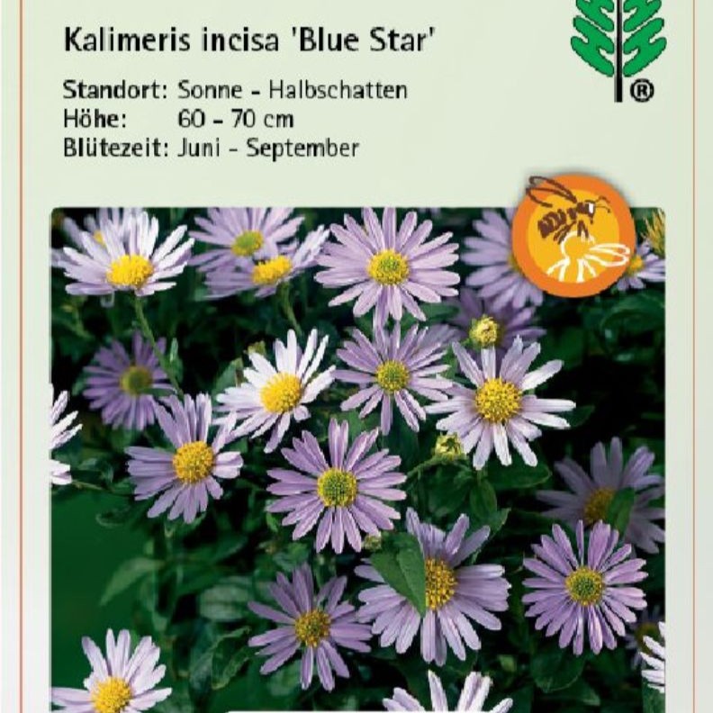 Kalimeris incisa 'Blue Star 1L
