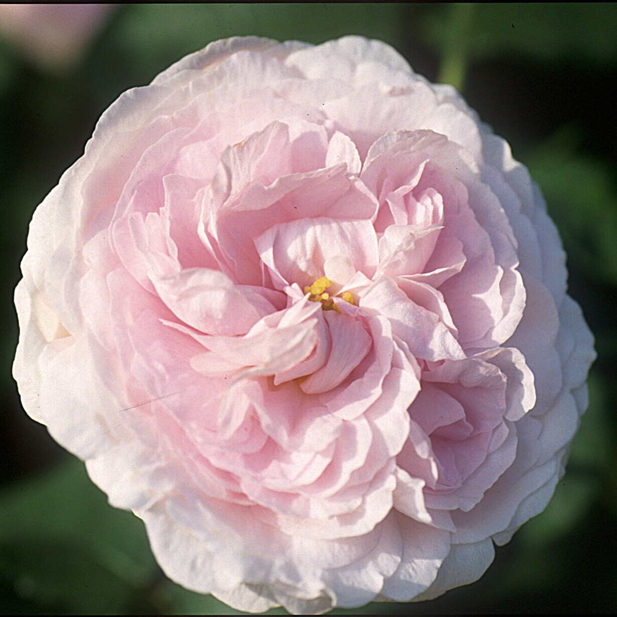Great Maiden´s Blush