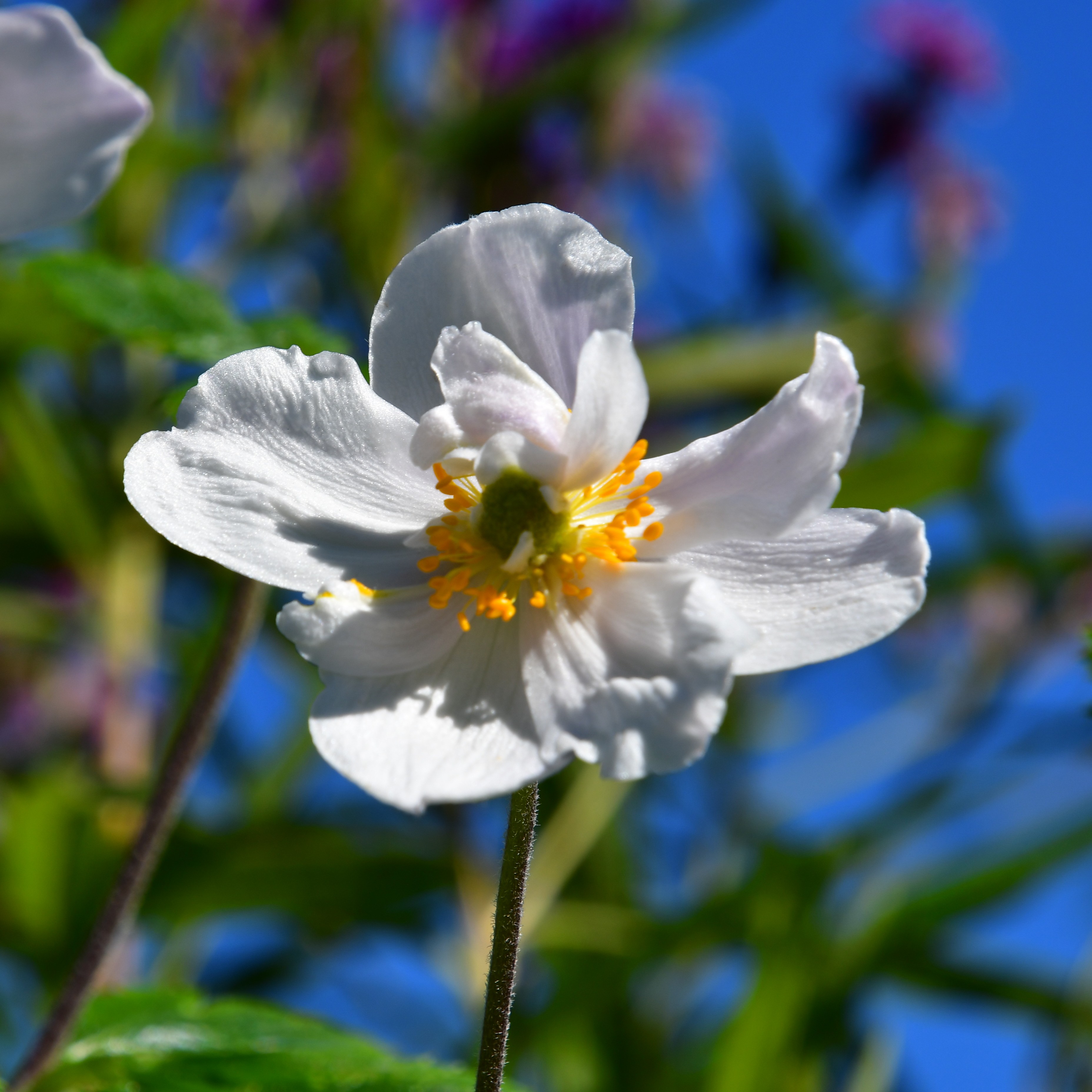 Anemone x hybrida 'Ruffled Swan'  2L