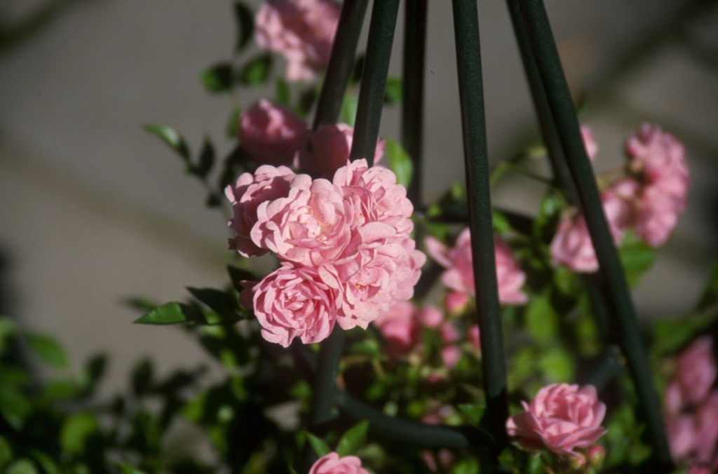 The Fairy - Stammrose 60 cm