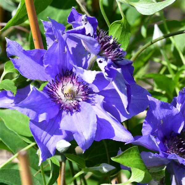 Clematis hybride Königskind