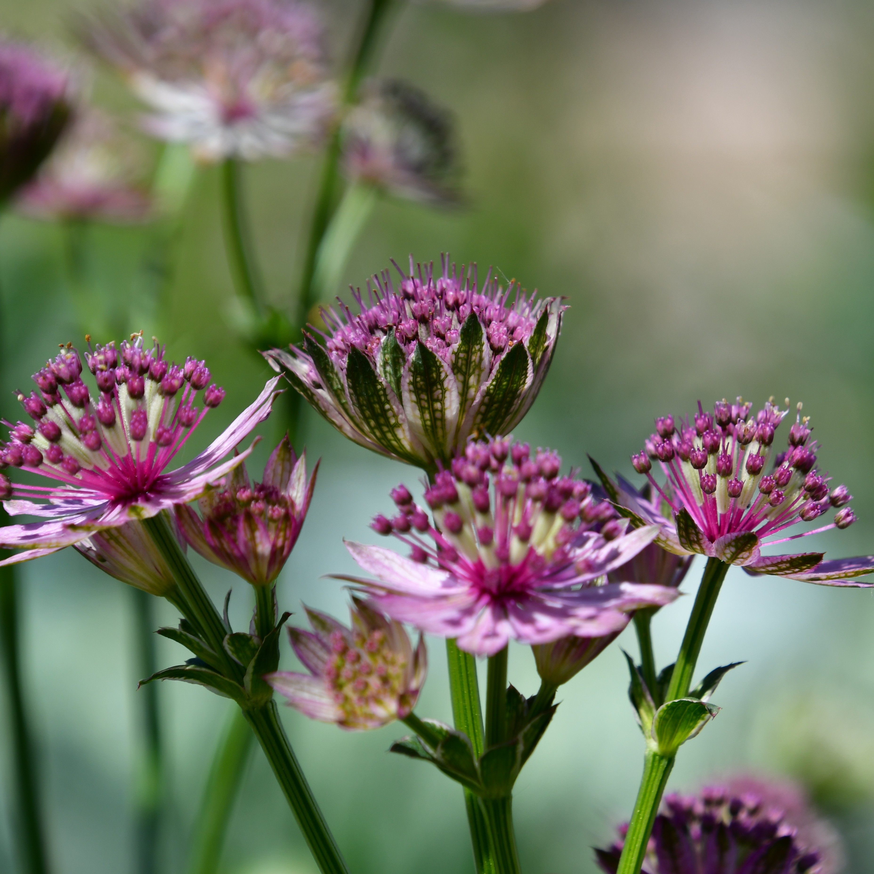 Astrantia major 'Roma' 1L