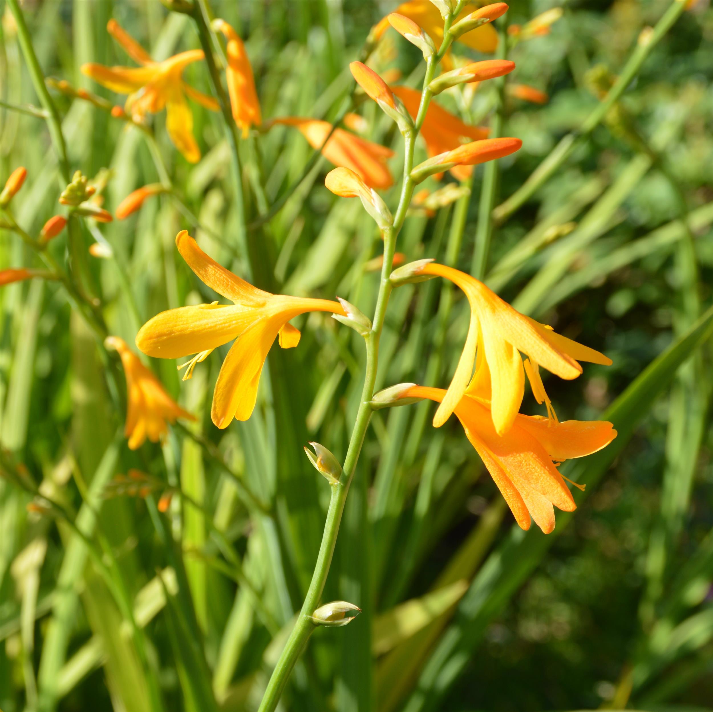 Crocosmia ´George Davidson` 2L