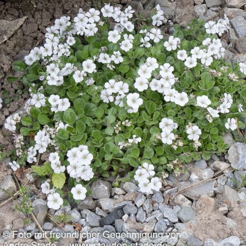 Gypsophila cerastioides 0,5L