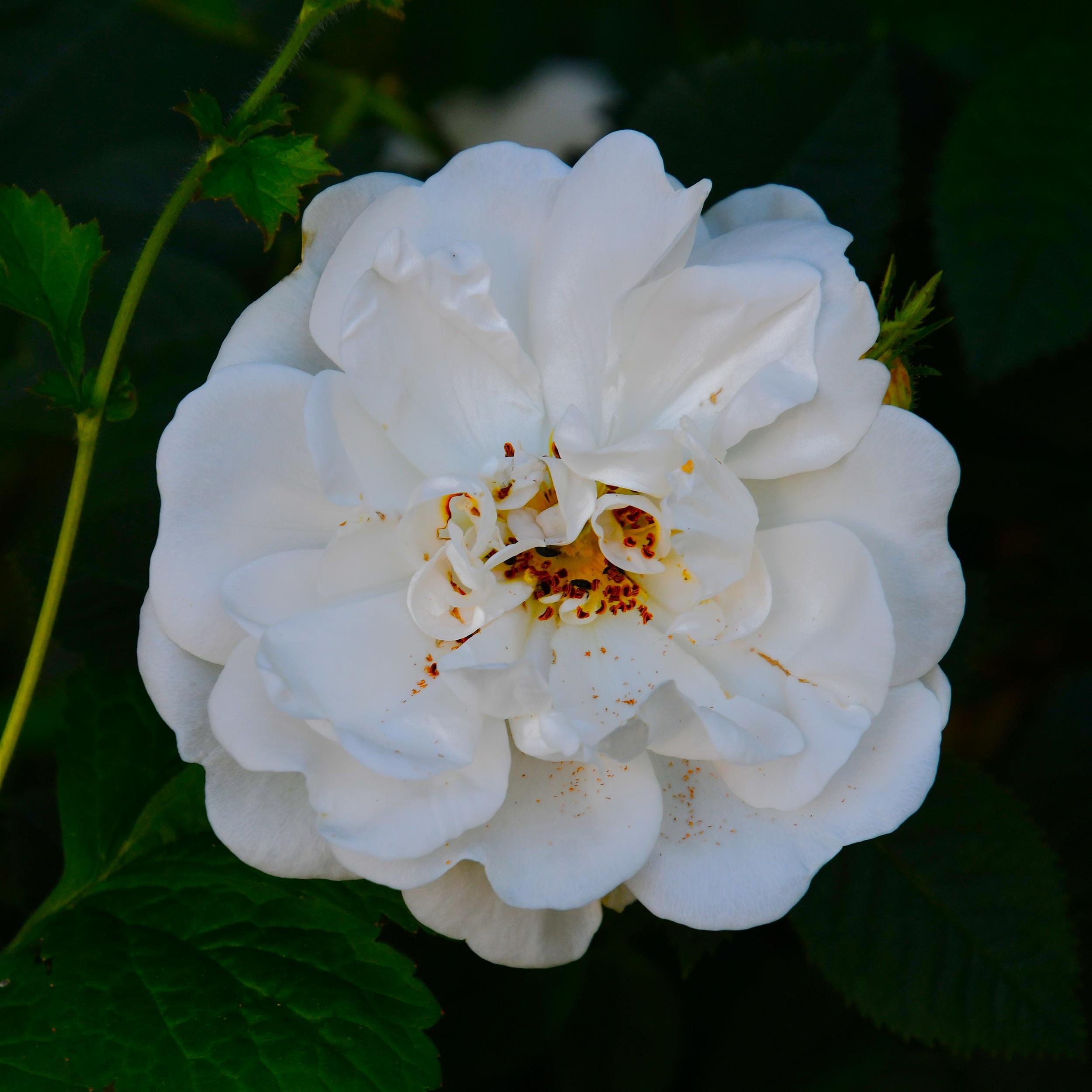 Alba Maxima