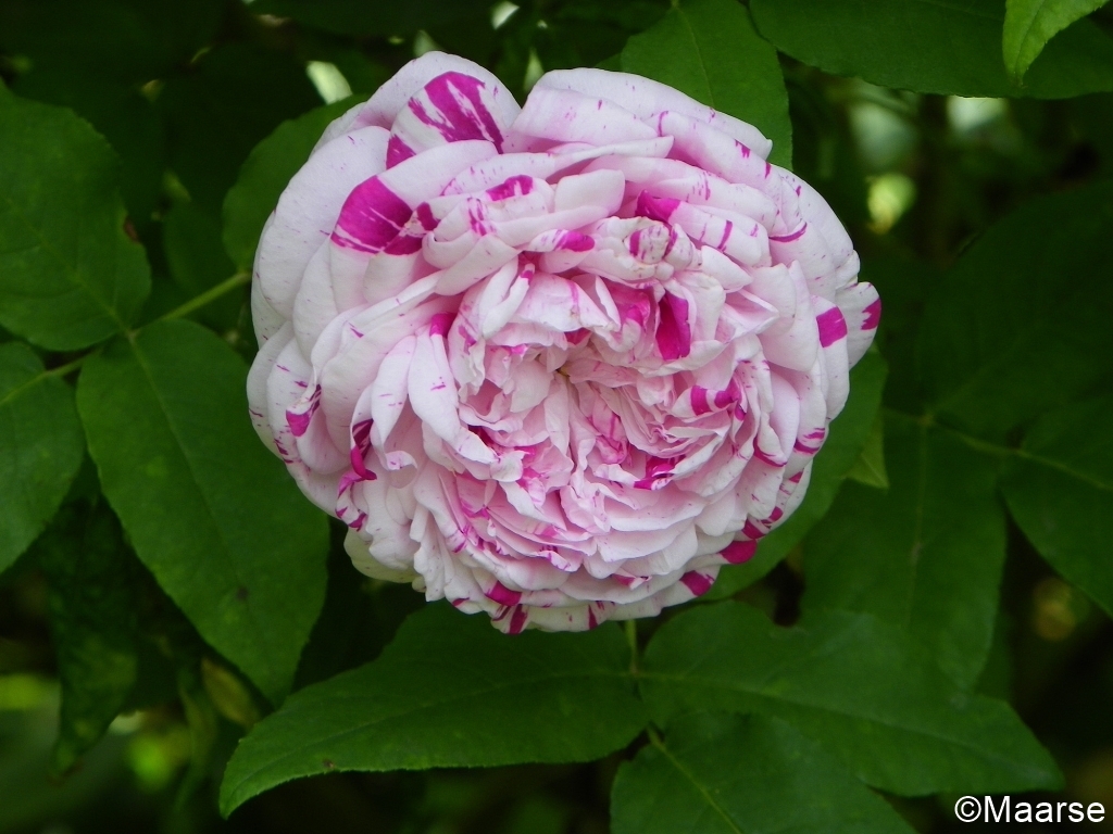 Variegata di Bologna