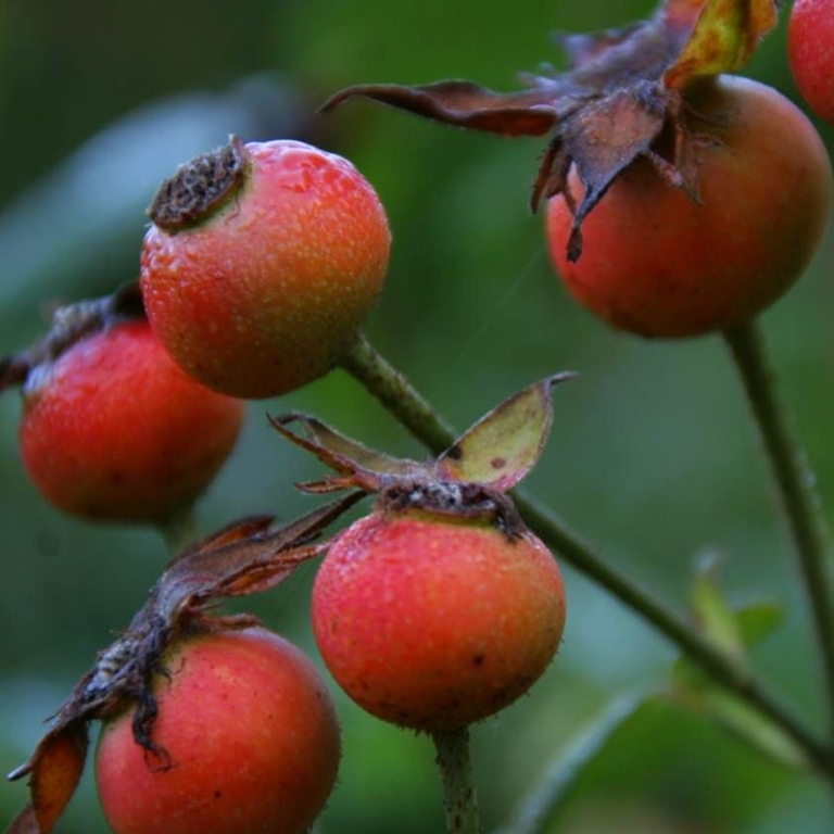 Officinalis