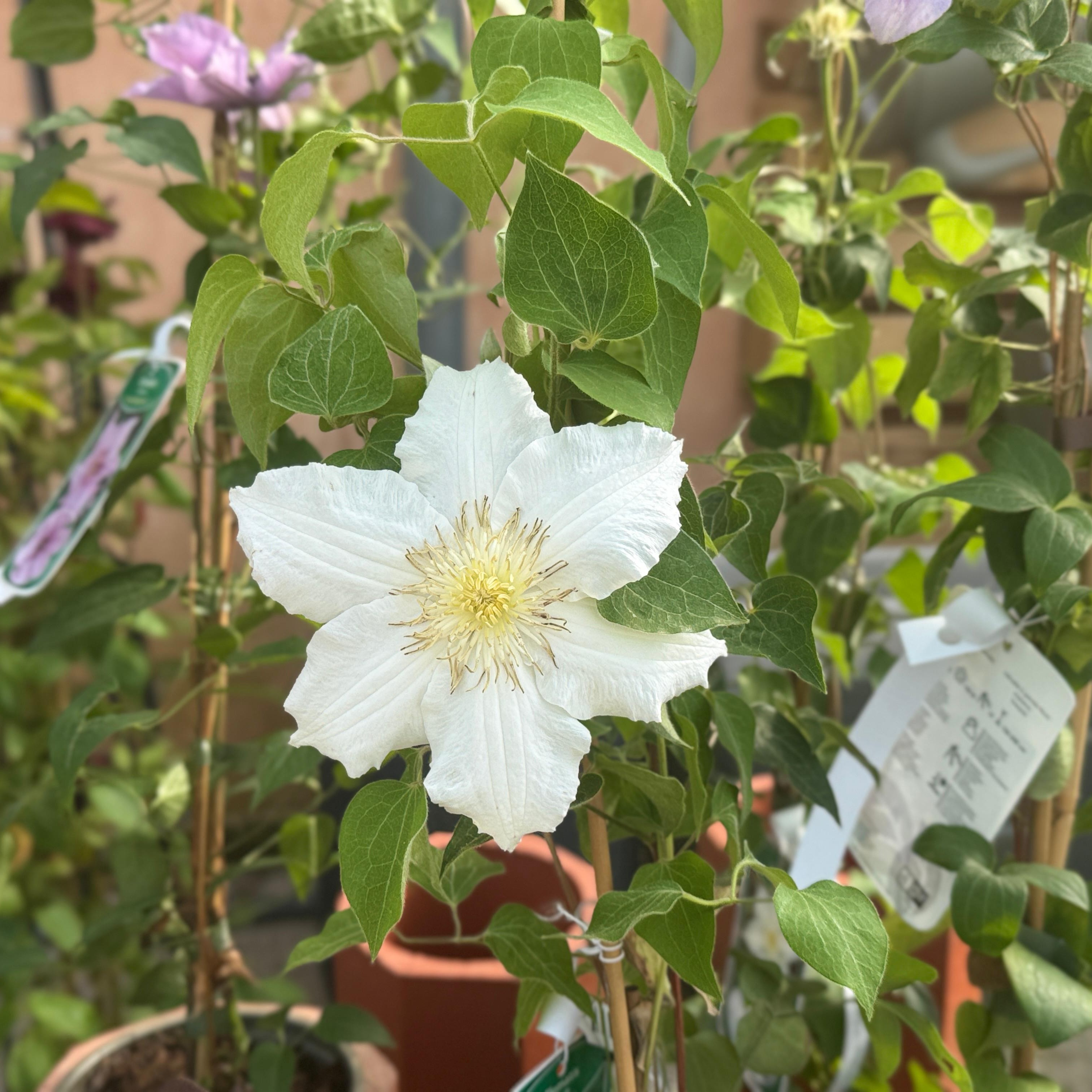 Clematis Hyb. Saalomon