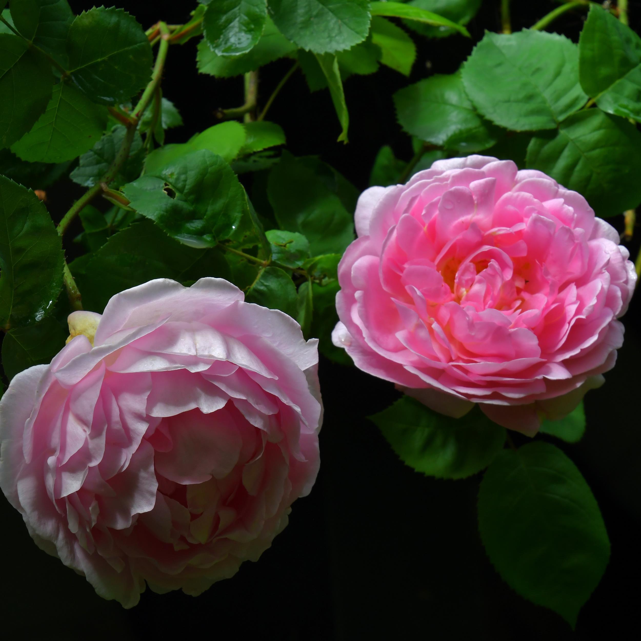 Constance Spry