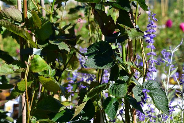 Rubus frut. 'Navaho'/dornenlose Brombeere 2L