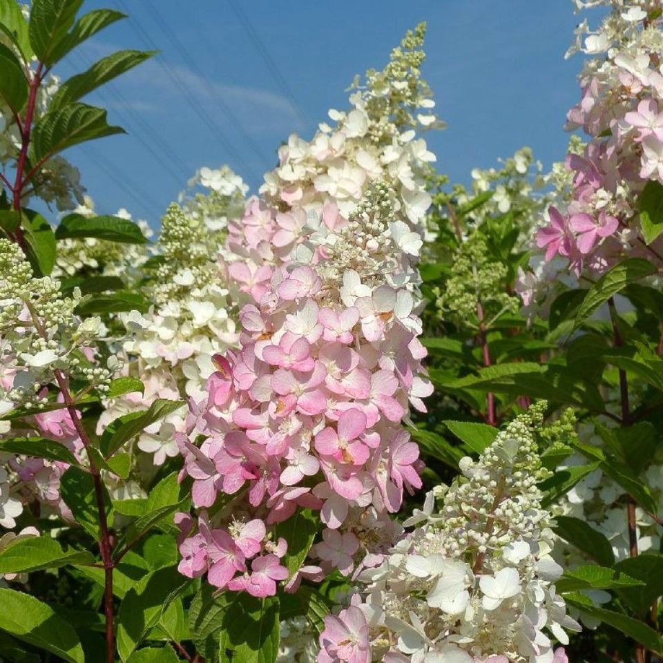 Hydrangea paniculata 'Pinky Winky'
