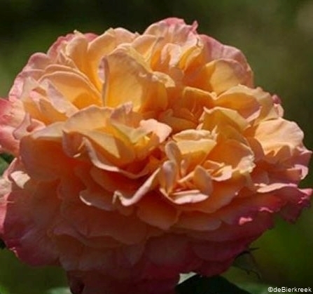 Augusta Luise - Stammrose 90 cm