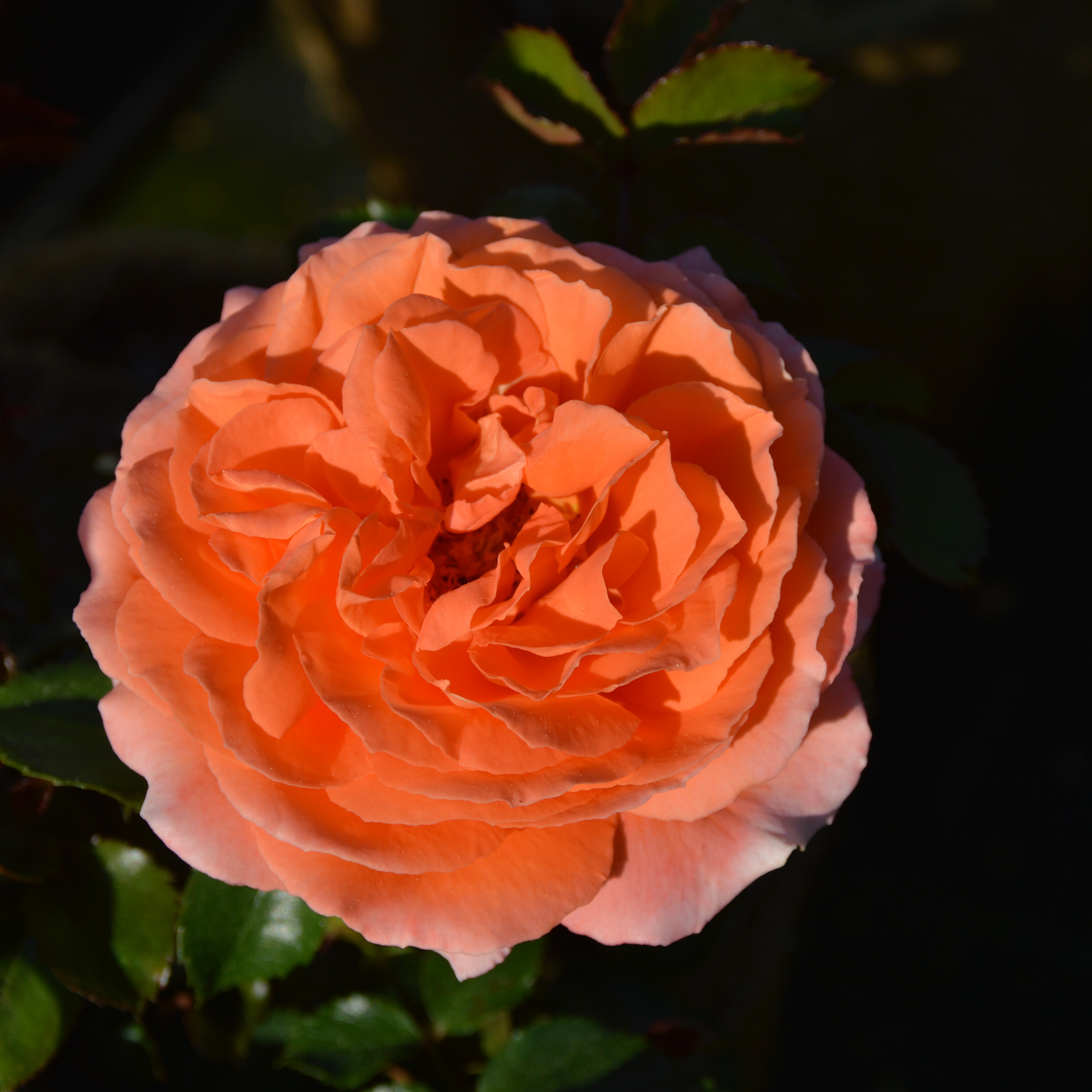 Orange Meilove