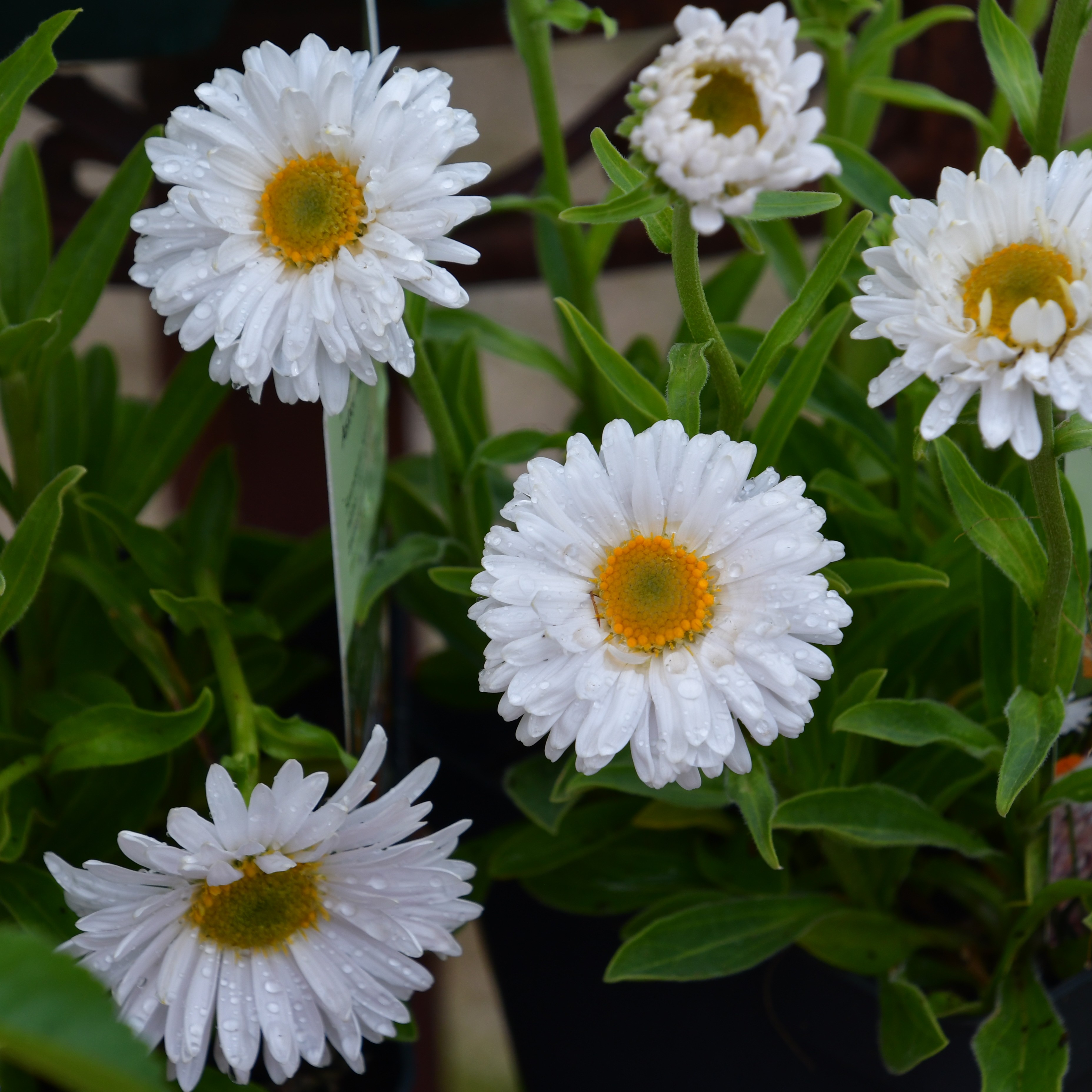 Aster alpinus 'Albus' 1L