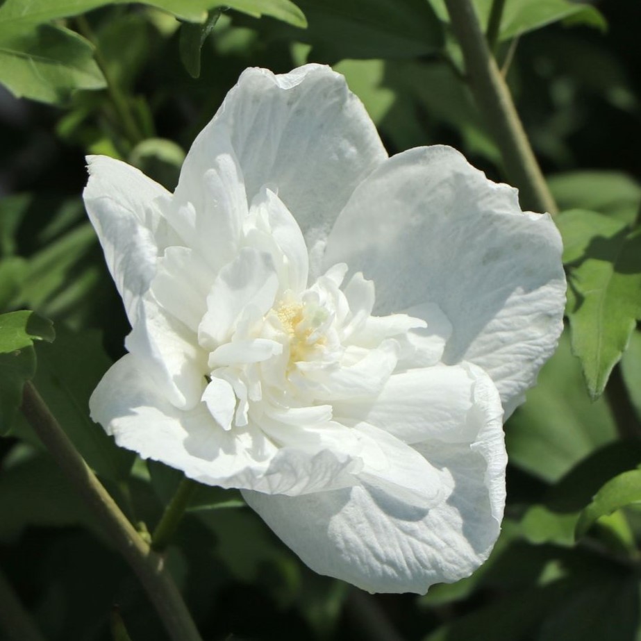 Hibiscus syriacus 'White Chiffon' 3L