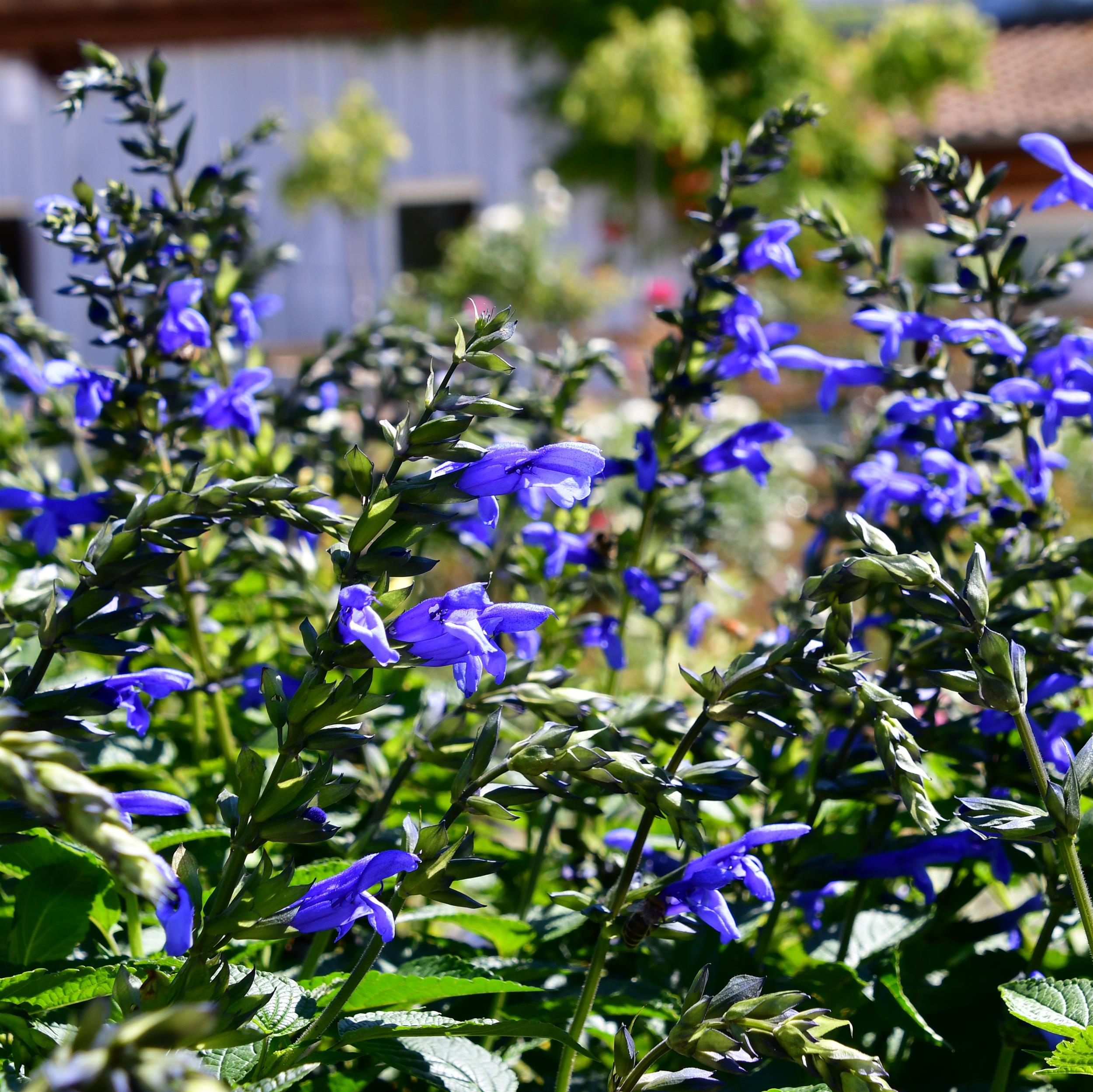 Salvia Salgoon Lake Como 3L