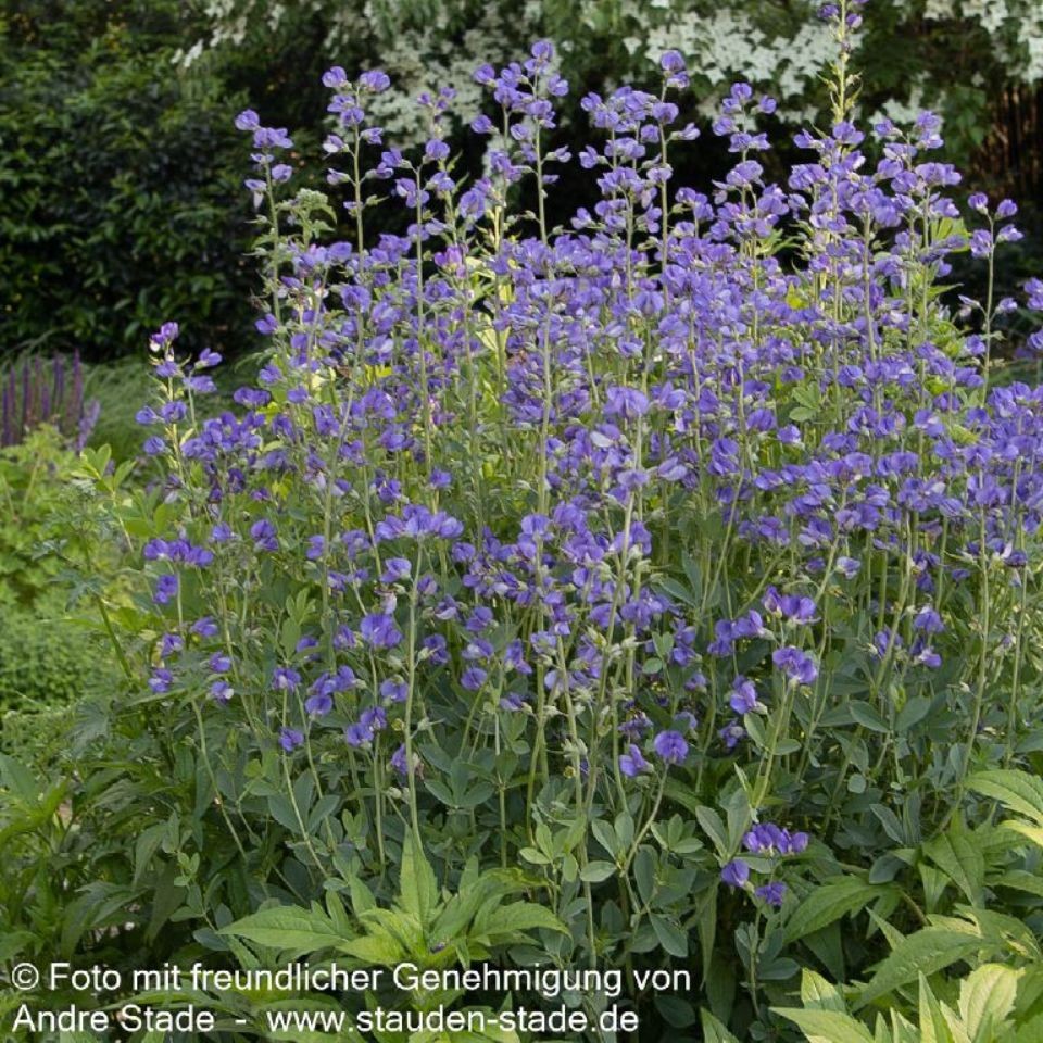 Baptisia austrails 1L