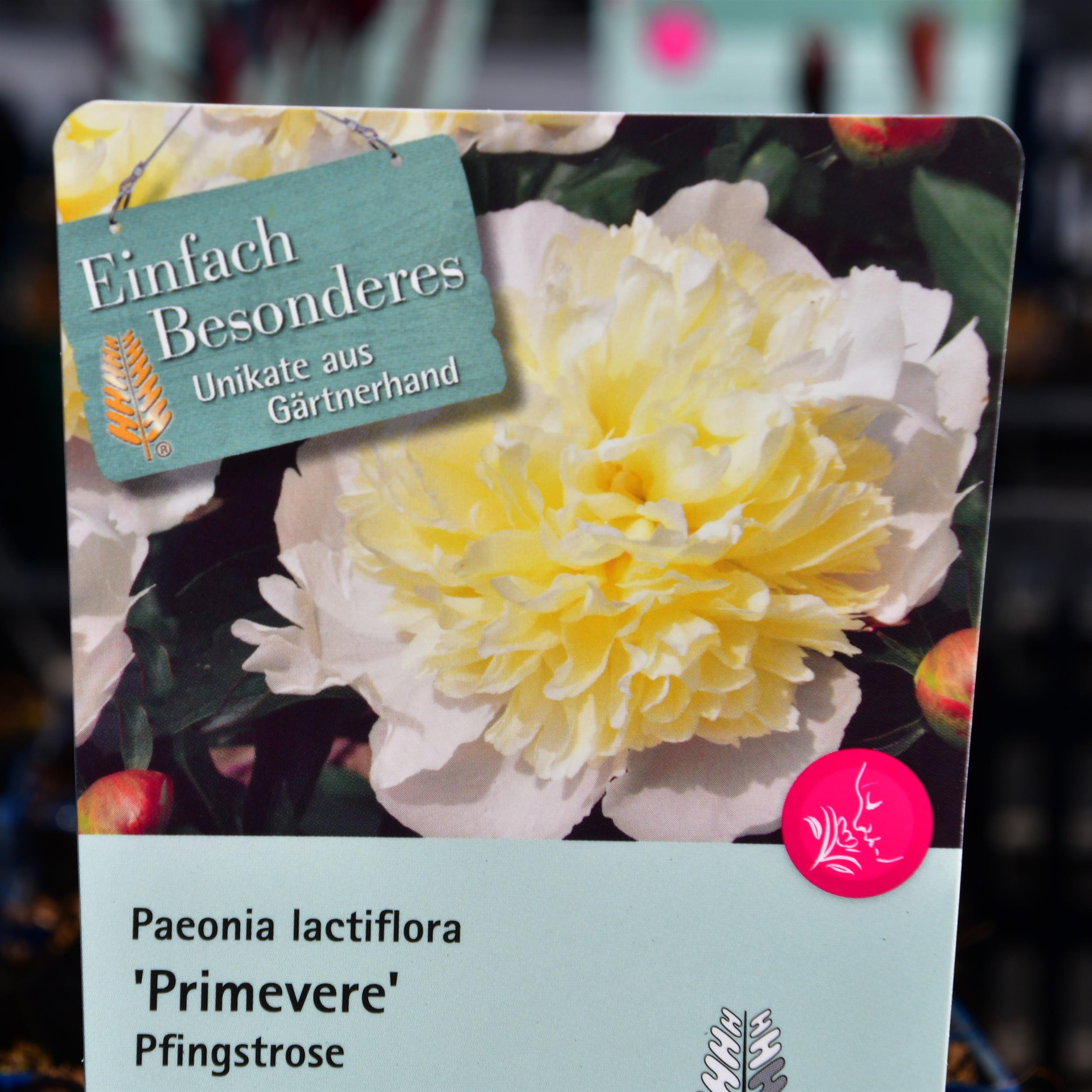 Paeonia lactiflora - Hybride Primevere C2