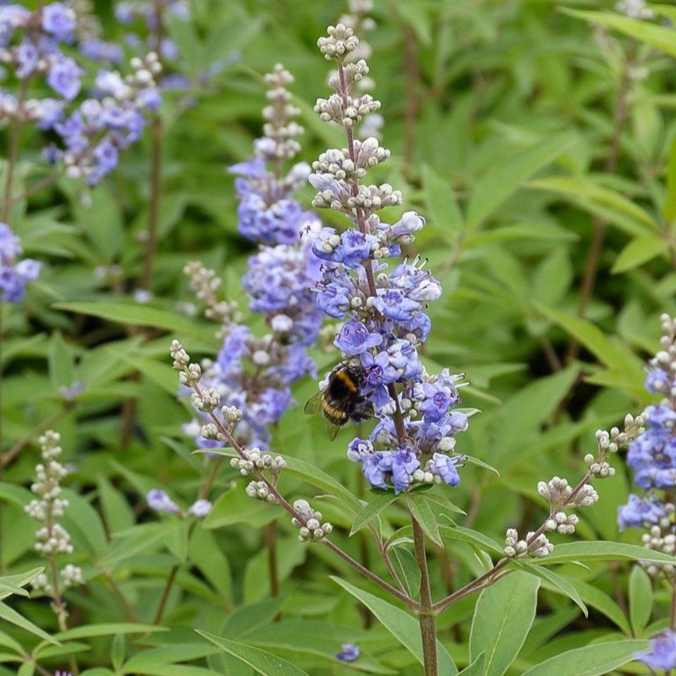Vitex agnus-castus latifolia 3L
