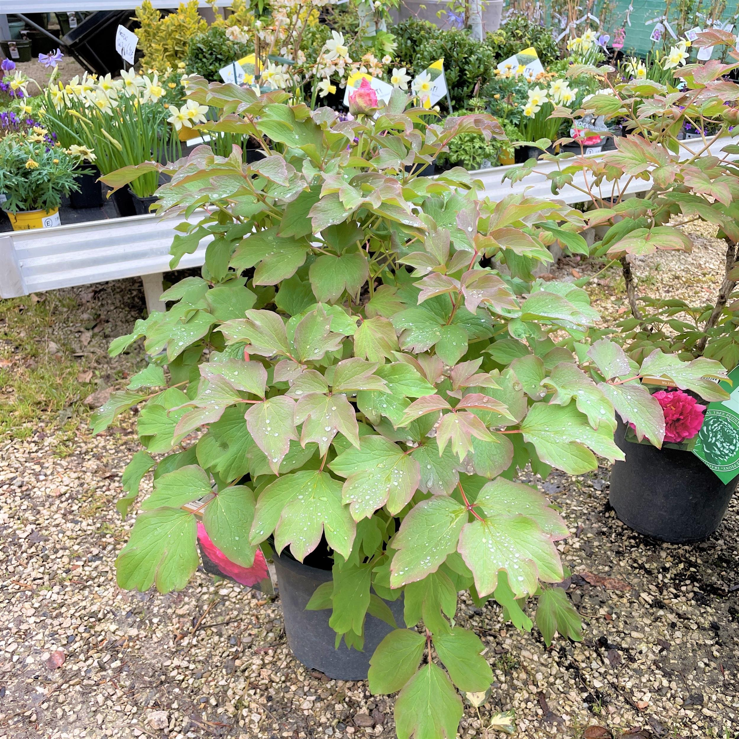 Paeonia suffruticosa Juan Ye Hong