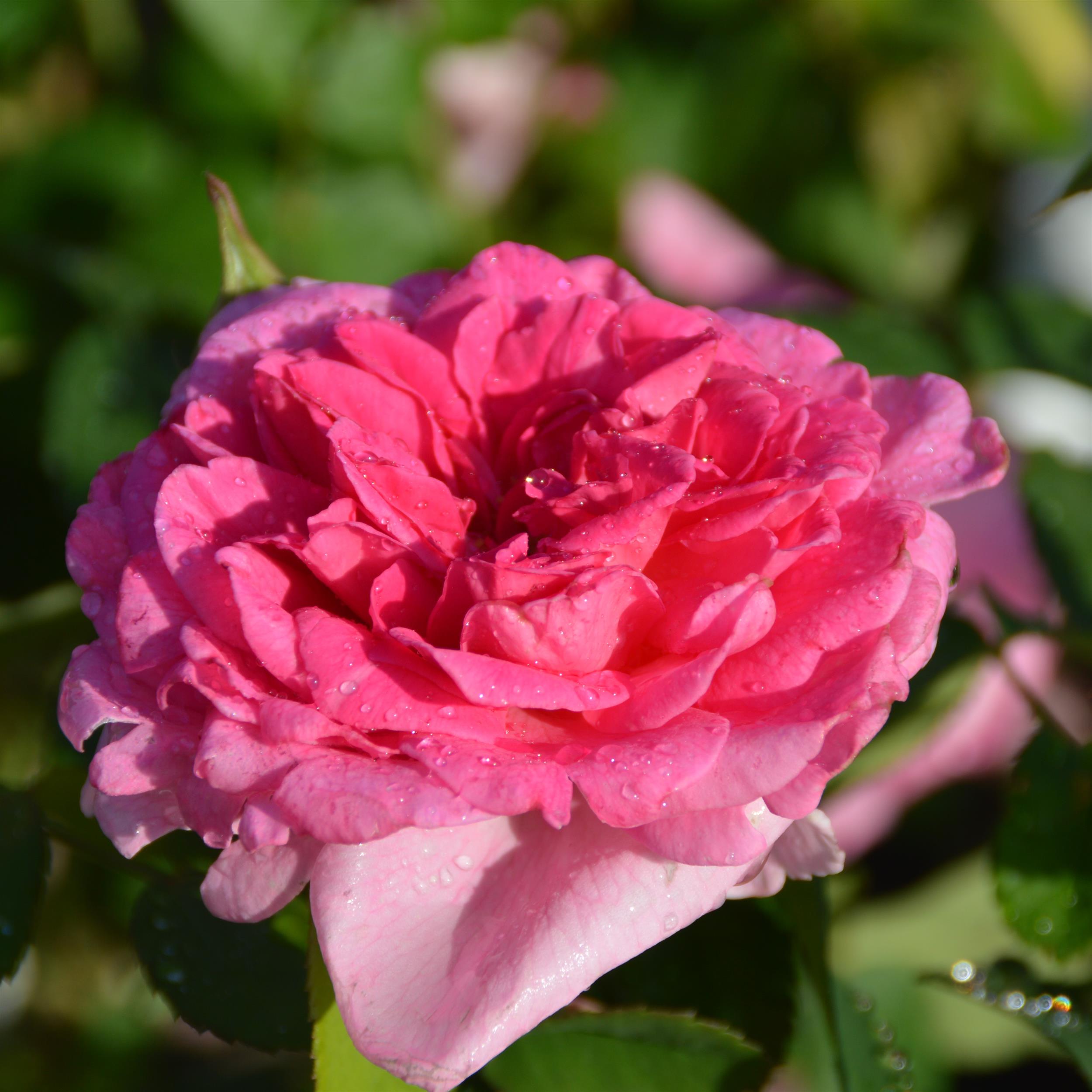 Gertrude Jekyll