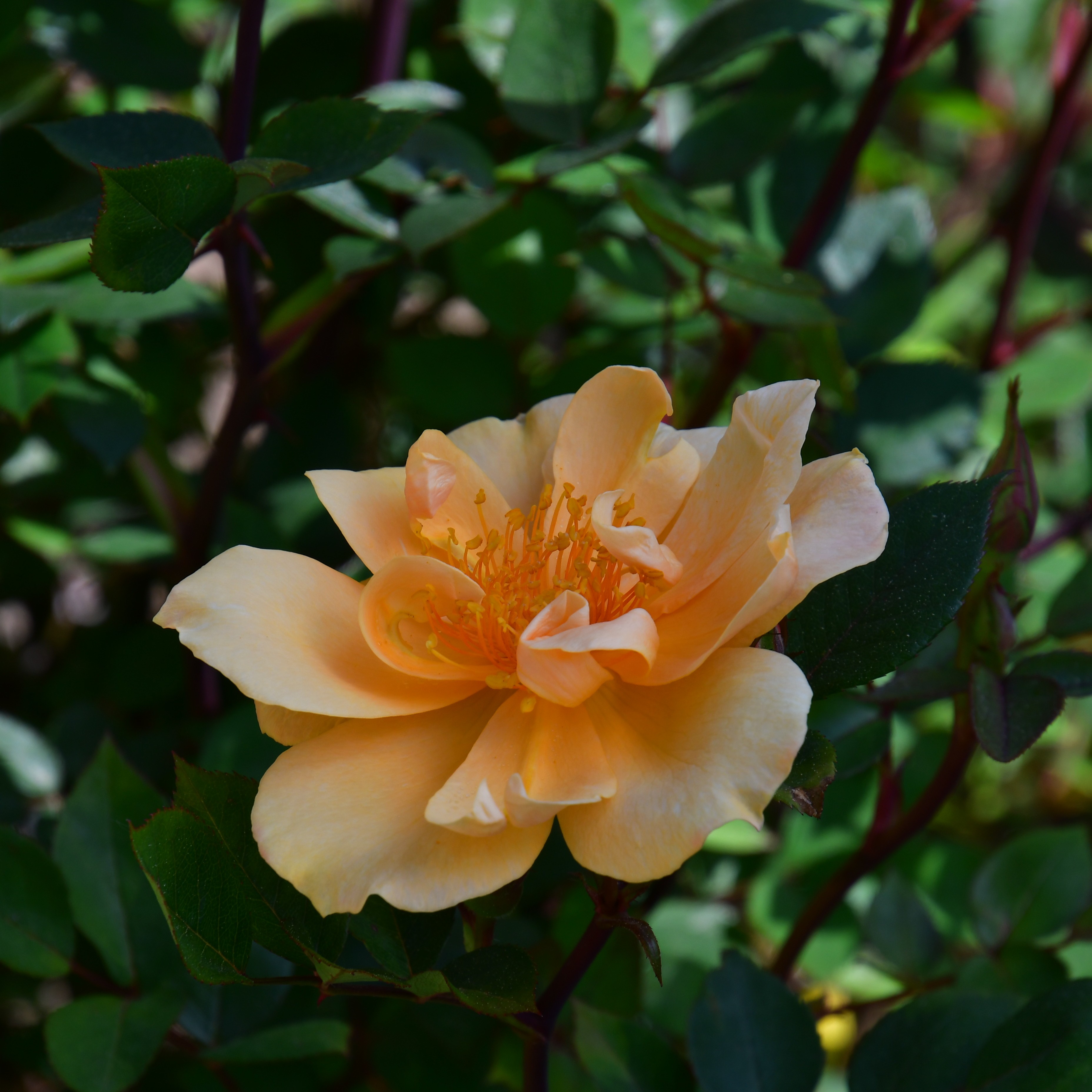 Humphrey`s Rose - Stammrose 90cm