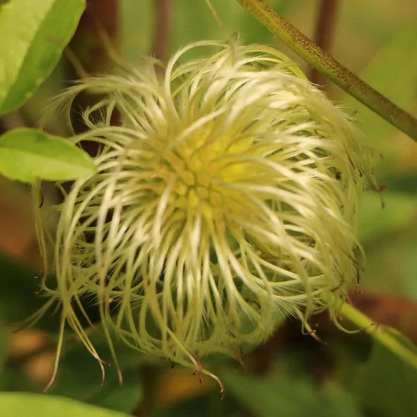 Clematis tangutica 'Helios'